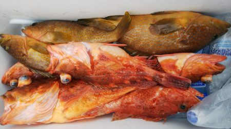 第二龍勢丸 釣果