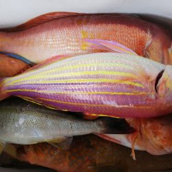 第二龍勢丸 釣果