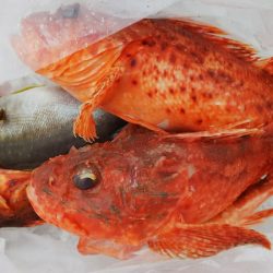 第二龍勢丸 釣果