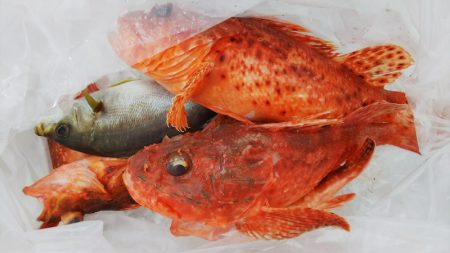 第二龍勢丸 釣果