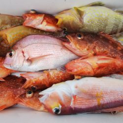 第二龍勢丸 釣果