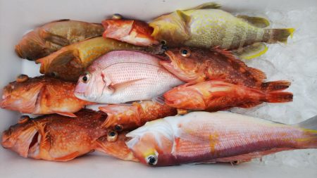 第二龍勢丸 釣果