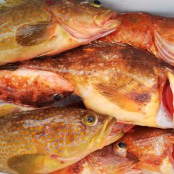 第二龍勢丸 釣果