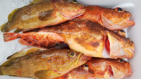 第二龍勢丸 釣果