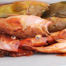 第二龍勢丸 釣果