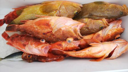 第二龍勢丸 釣果