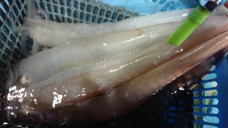 竹宝丸 釣果