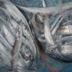 シースナイパー海龍 釣果