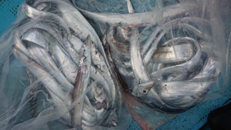 シースナイパー海龍 釣果