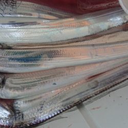 シースナイパー海龍 釣果