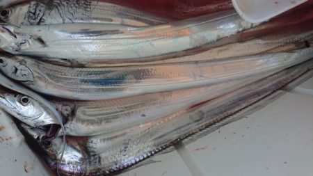 シースナイパー海龍 釣果