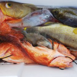 第二龍勢丸 釣果