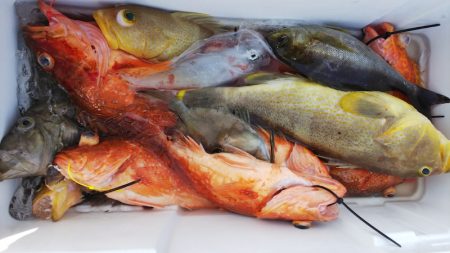 第二龍勢丸 釣果