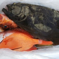 第二龍勢丸 釣果