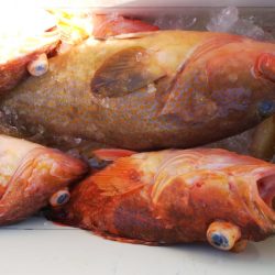 第二龍勢丸 釣果