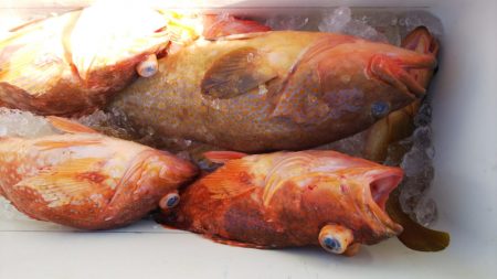 第二龍勢丸 釣果