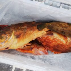 第二龍勢丸 釣果