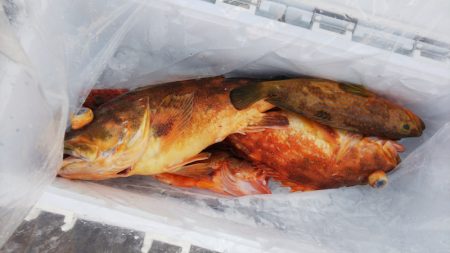 第二龍勢丸 釣果