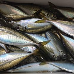 シースナイパー海龍 釣果