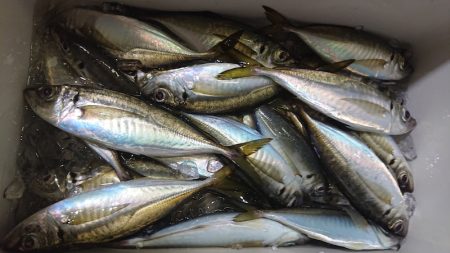 シースナイパー海龍 釣果