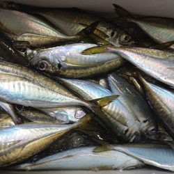 シースナイパー海龍 釣果