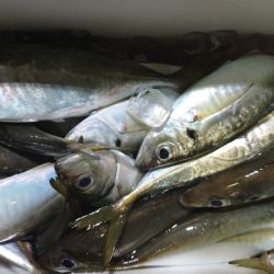 シースナイパー海龍 釣果