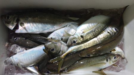 シースナイパー海龍 釣果