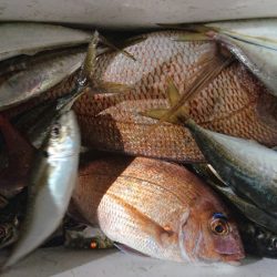 シースナイパー海龍 釣果