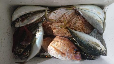 シースナイパー海龍 釣果