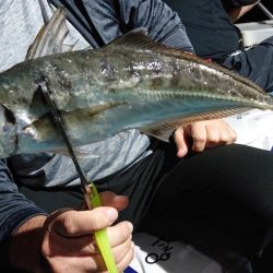 シースナイパー海龍 釣果