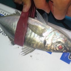 シースナイパー海龍 釣果