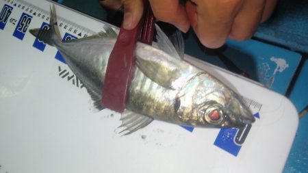 シースナイパー海龍 釣果