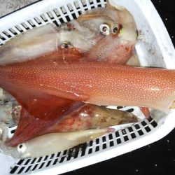 第二龍勢丸 釣果