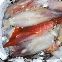 第二龍勢丸 釣果