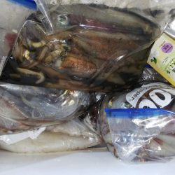 第二龍勢丸 釣果