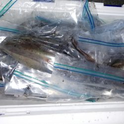 第二龍勢丸 釣果