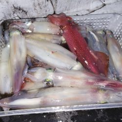 第二龍勢丸 釣果