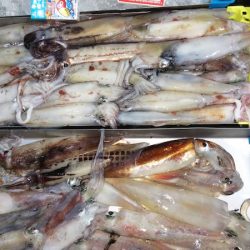 第二龍勢丸 釣果