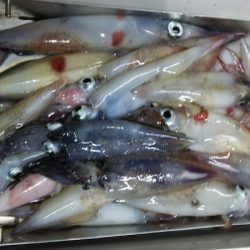 第二龍勢丸 釣果