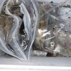 第二龍勢丸 釣果