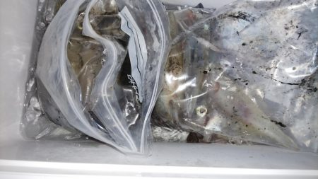 第二龍勢丸 釣果