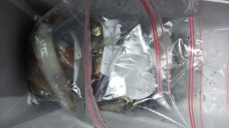 第二龍勢丸 釣果