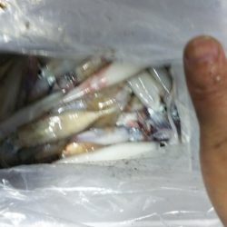 第二龍勢丸 釣果