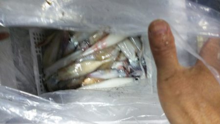 第二龍勢丸 釣果