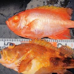 第二龍勢丸 釣果