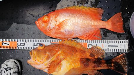 第二龍勢丸 釣果