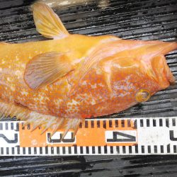 第二龍勢丸 釣果