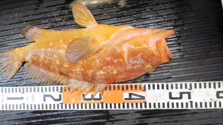 第二龍勢丸 釣果