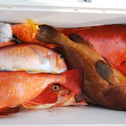 第二龍勢丸 釣果