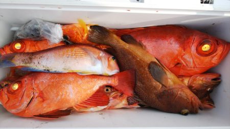 第二龍勢丸 釣果